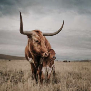 Meet your Posher, Zemi jo severance